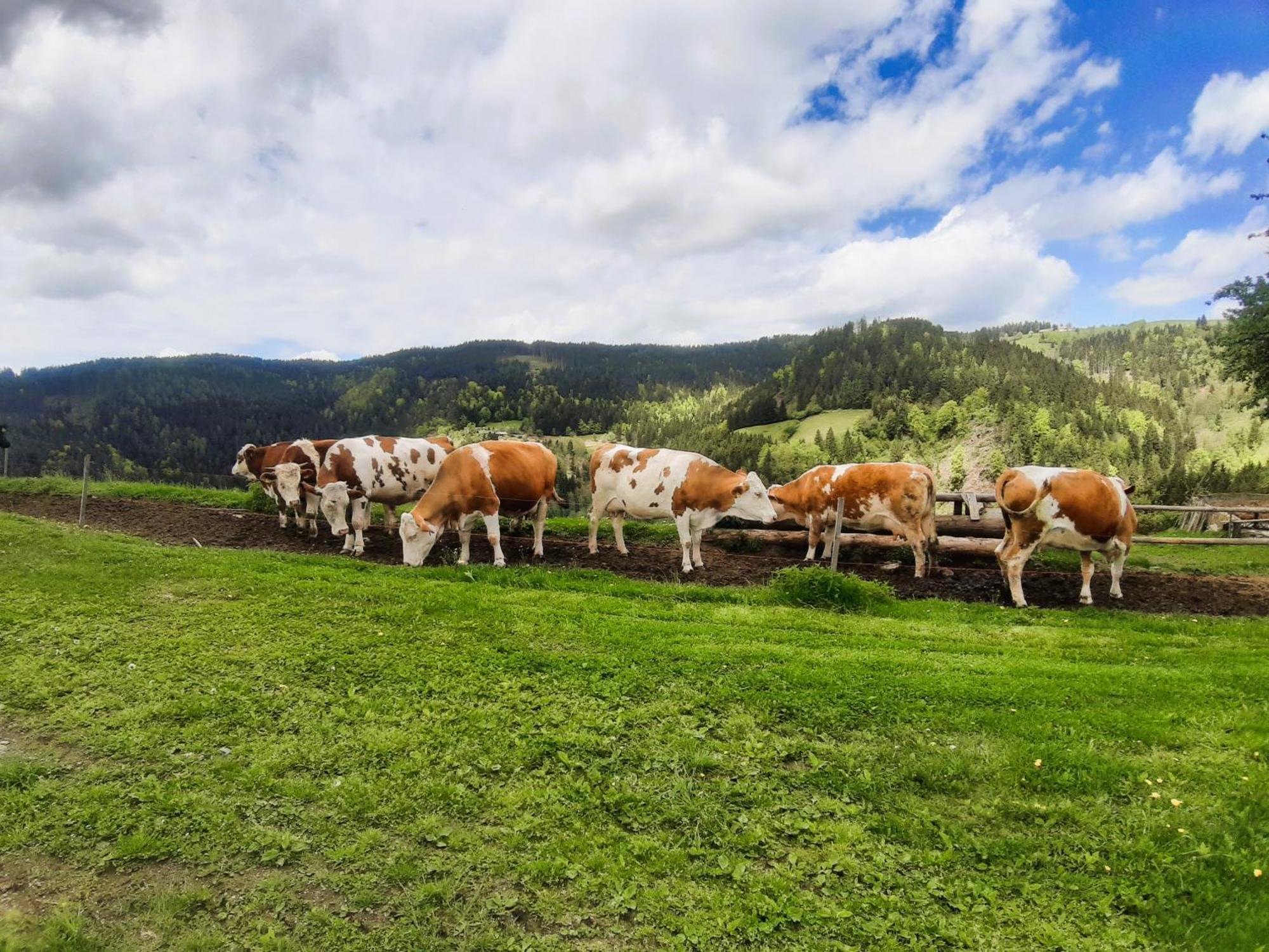 Apartments Organic Tourist Farm Gradisnik Prevalje Exteriör bild